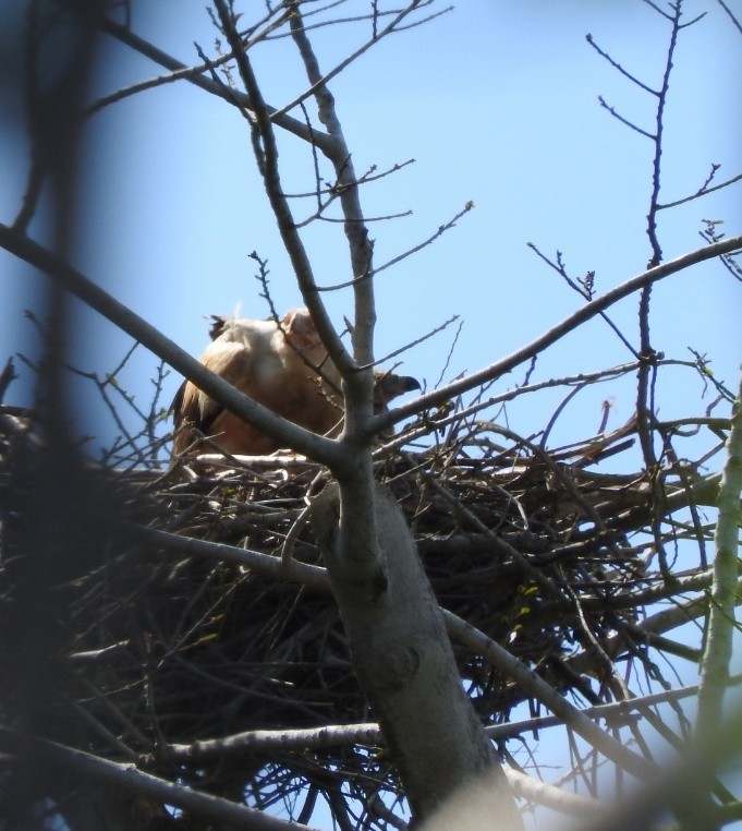 Palm-nut Vulture - ML70971771