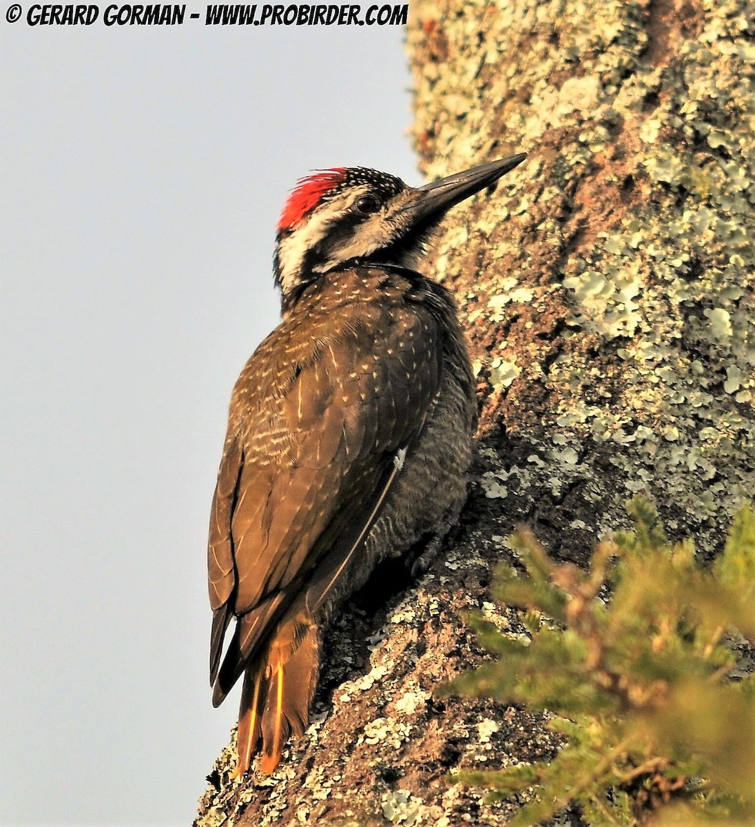 Bearded Woodpecker - ML709718