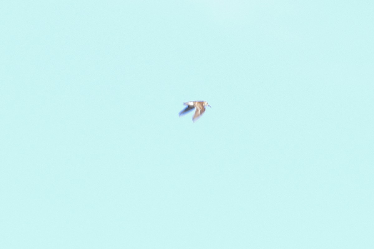Least Sandpiper - ML70972151