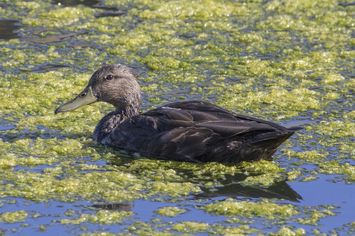 Canard noir - ML70972971