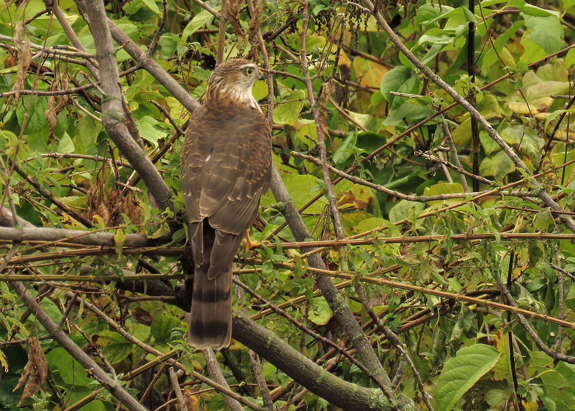 Sharp-shinned Hawk - Thomas Schultz