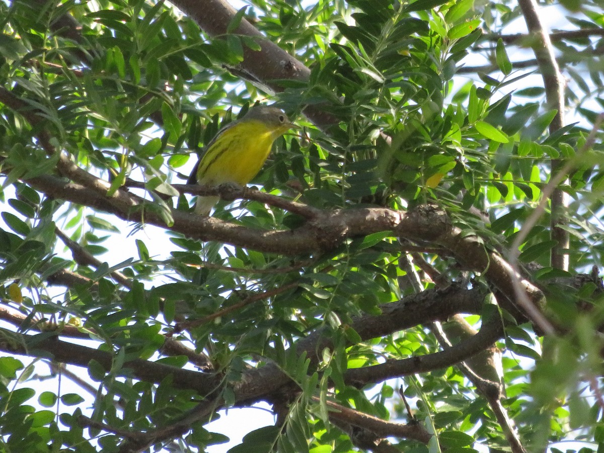 Magnolia Warbler - ML70975431