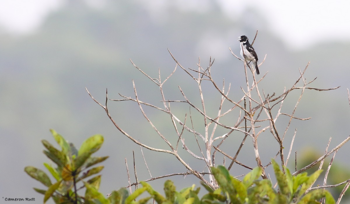 White-naped Seedeater - Cameron Rutt