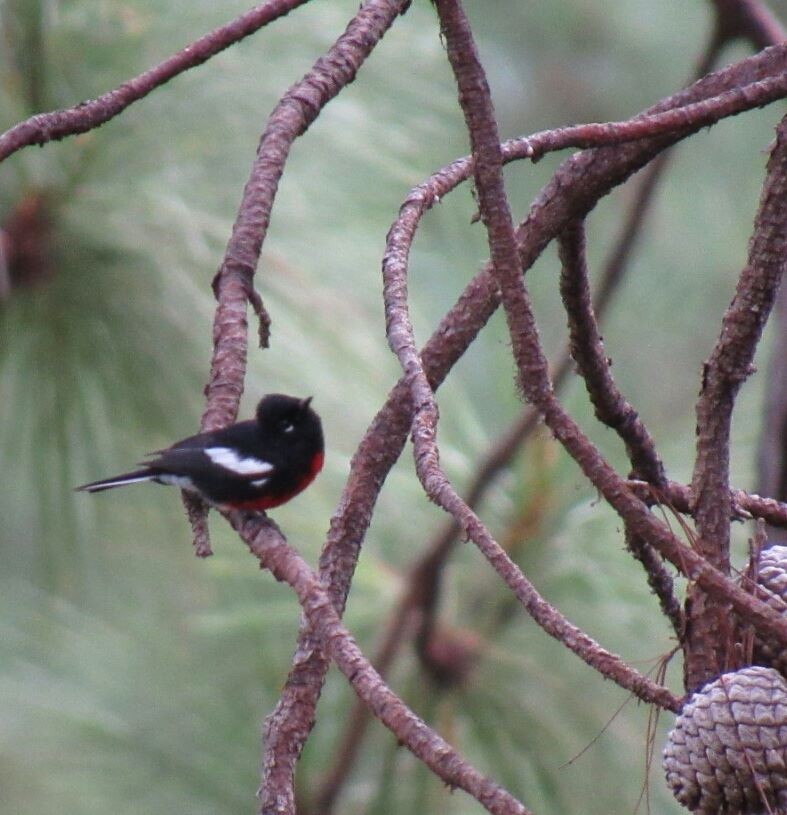 Painted Redstart - Cristhiam Aizprua