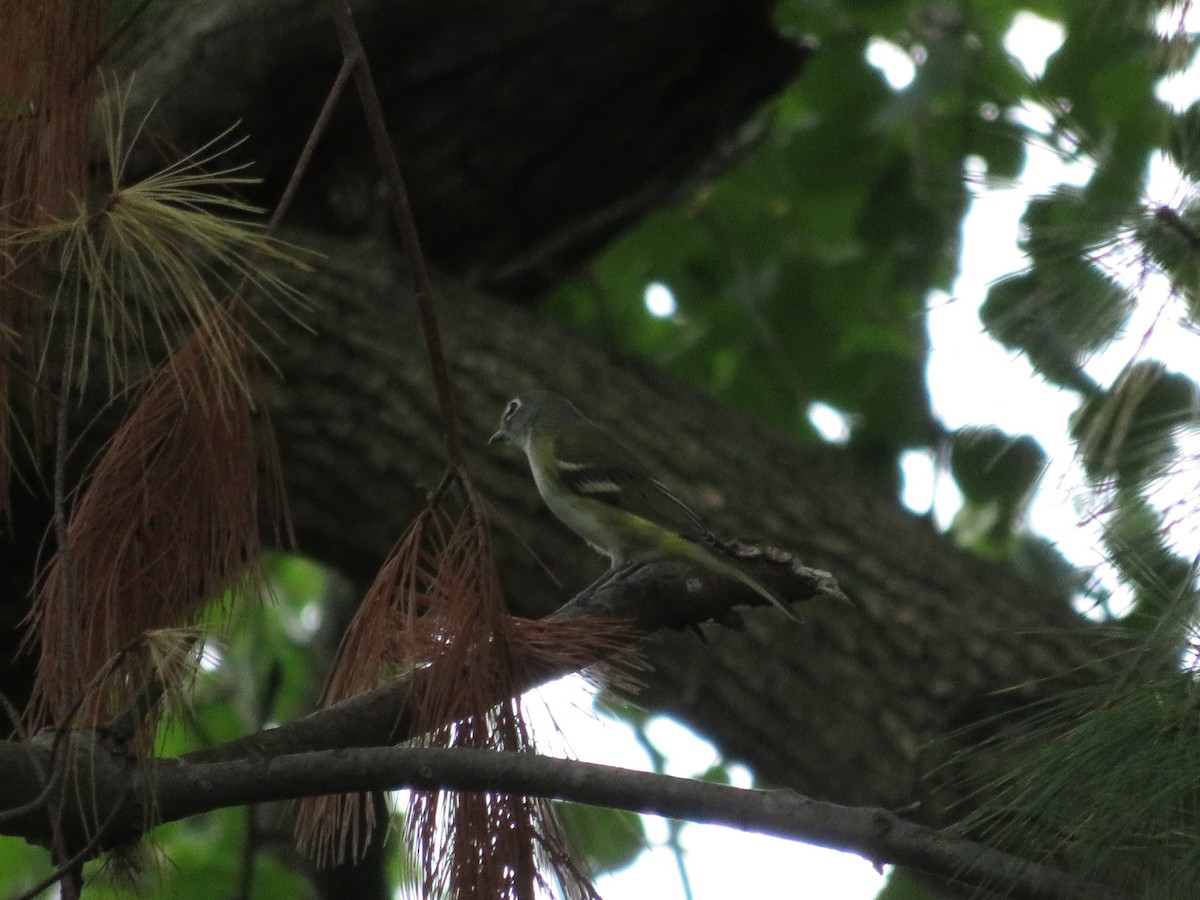 Blue-headed Vireo - ML70976481