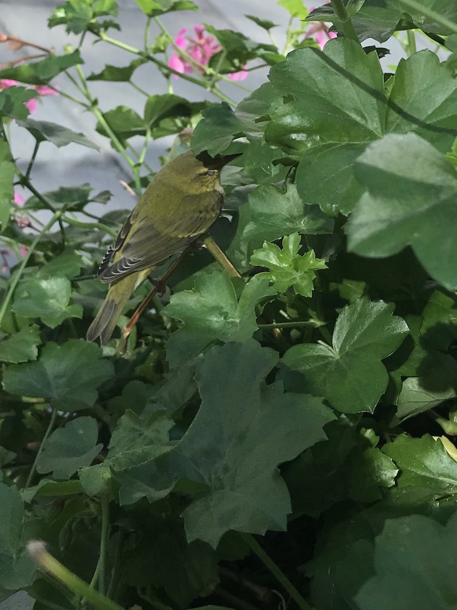 Tennessee Warbler - ML70976701