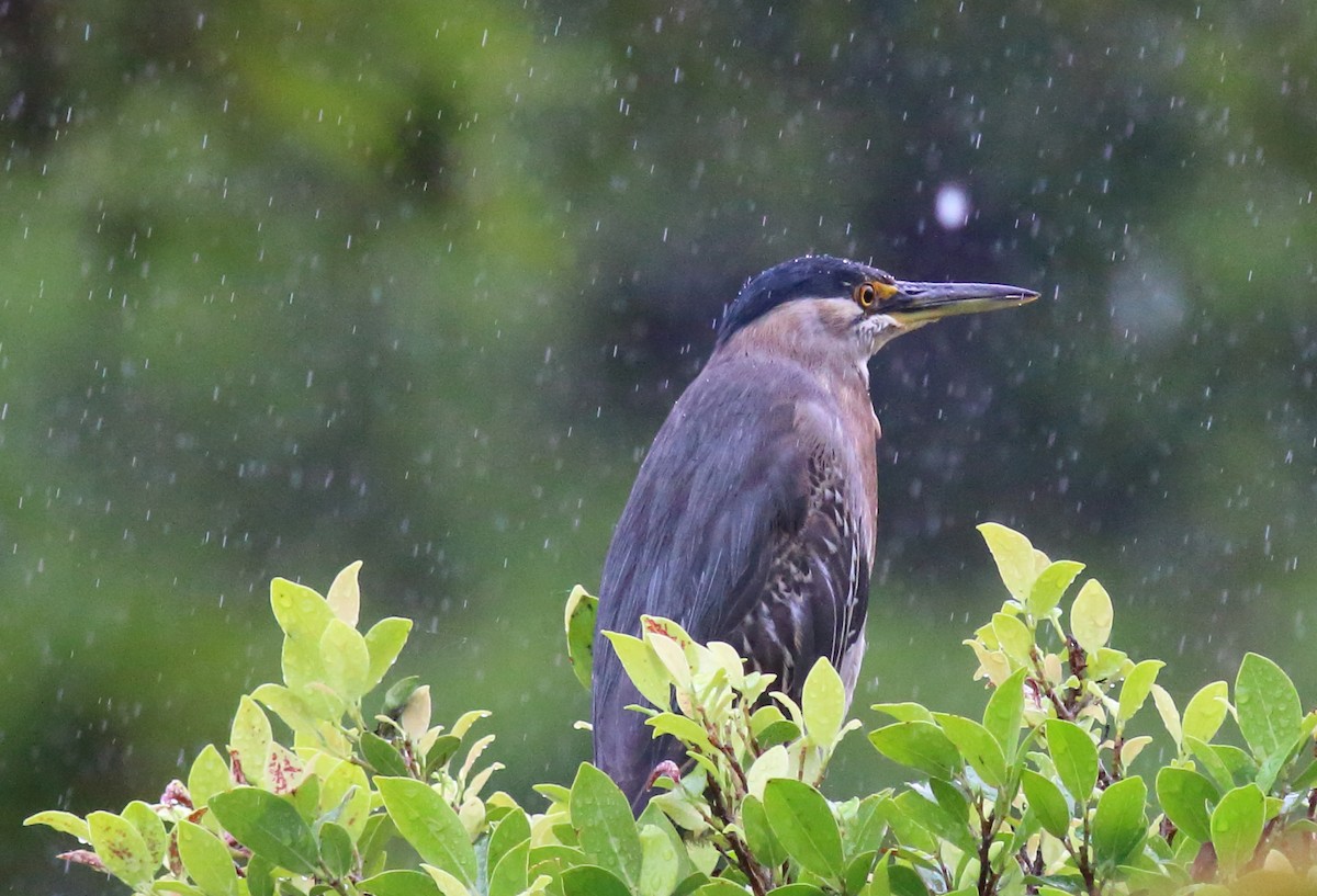 Striated Heron - Rick Folkening