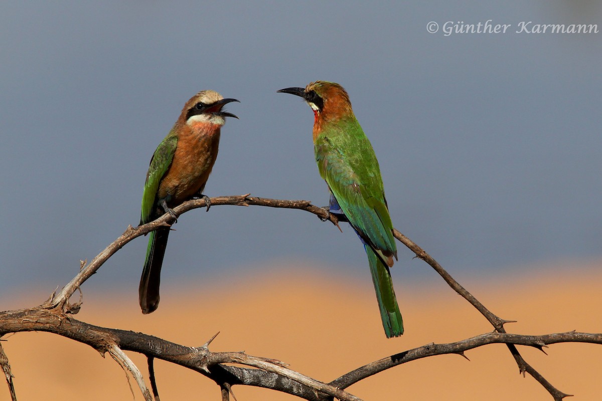 White-fronted Bee-eater - ML709776