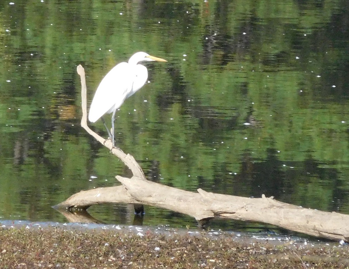 Great Egret - ML70977881