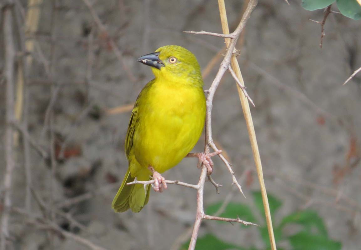 Holub's Golden-Weaver - ML709781