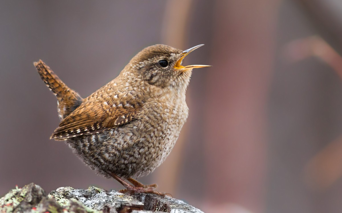 Winter Wren - ML70978331