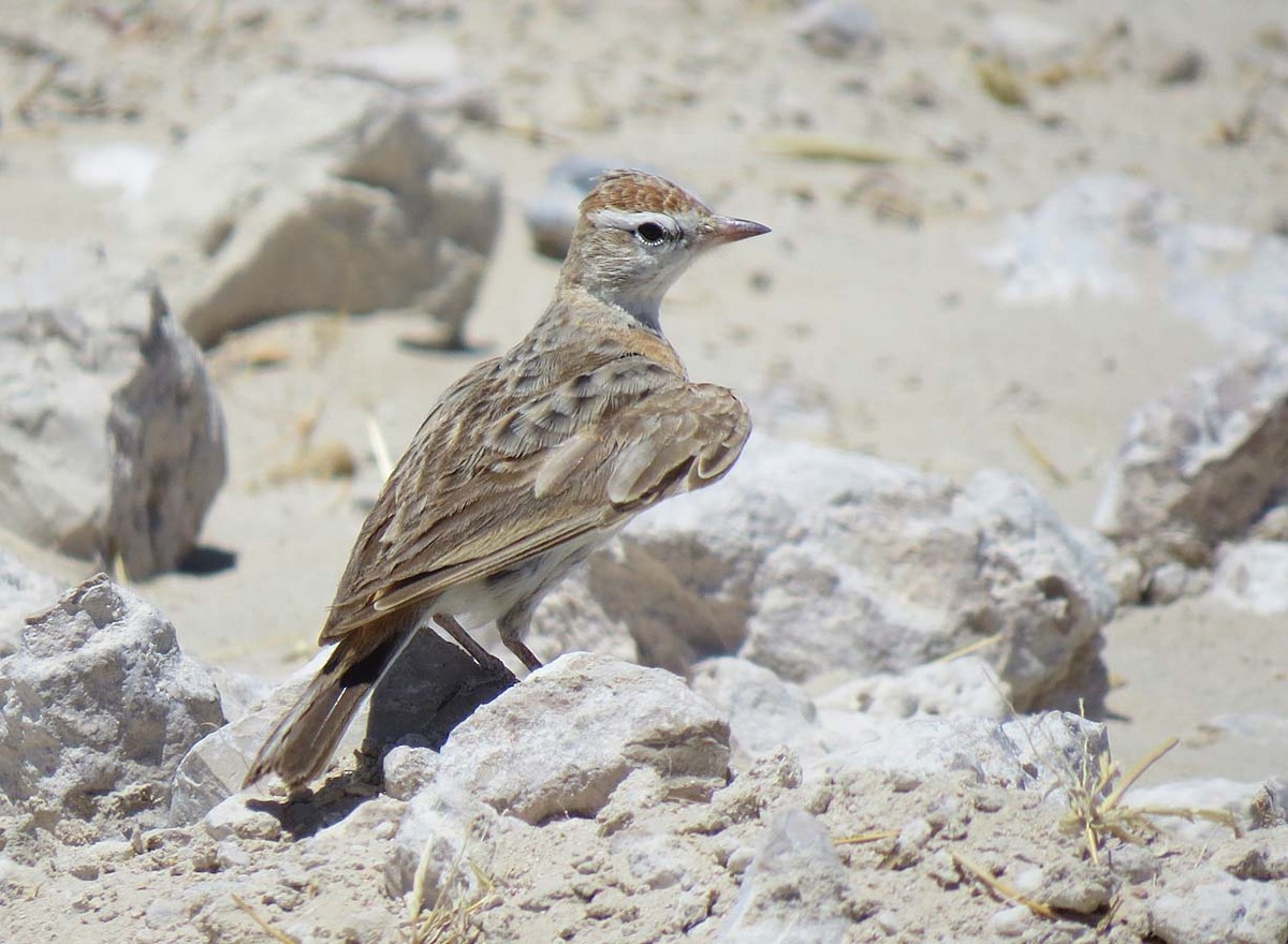 Red-capped Lark - ML709787