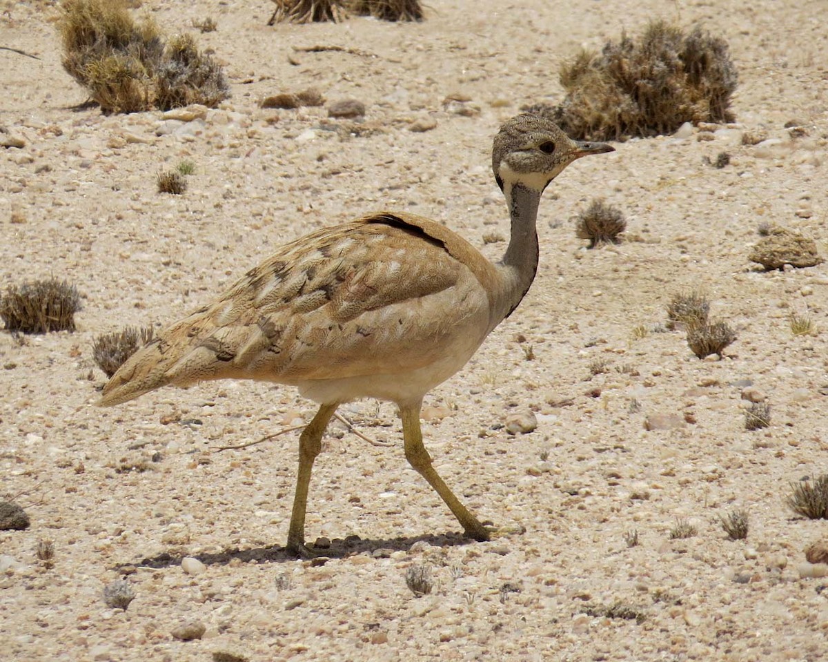 Rüppell's Bustard - Peter Boesman