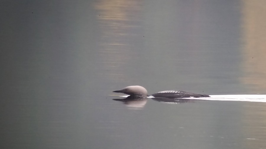 Arctic Loon - ML70979131