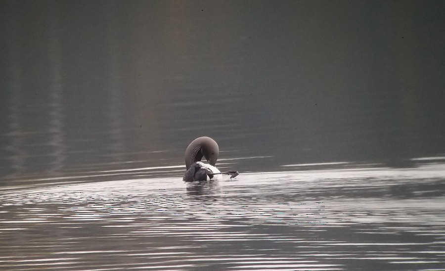 Arctic Loon - ML70979141