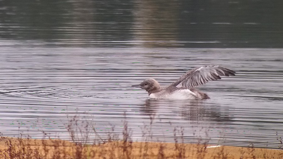 Arctic Loon - Kalle Rainio