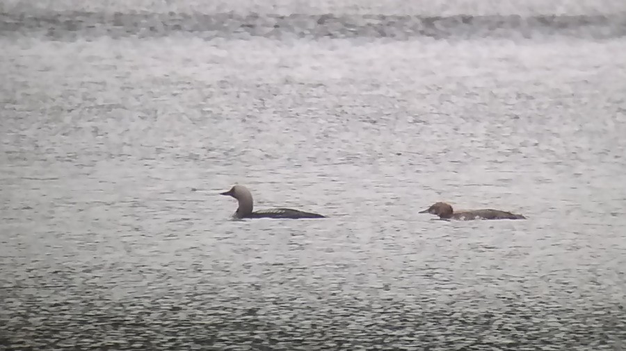 Arctic Loon - ML70979171