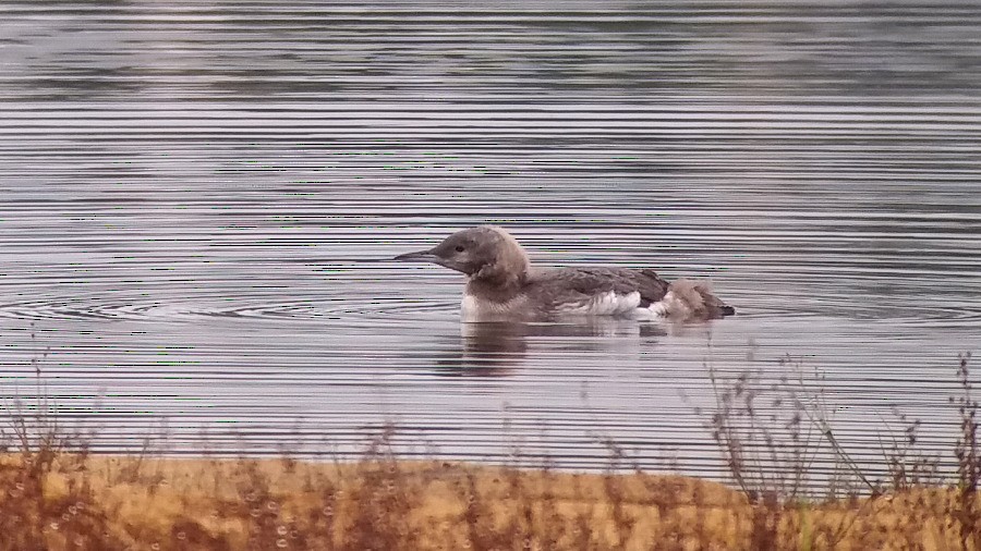 Arctic Loon - ML70979181