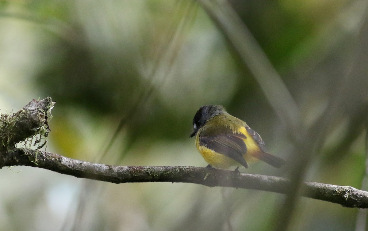 Ornate Flycatcher (Western) - Jay McGowan