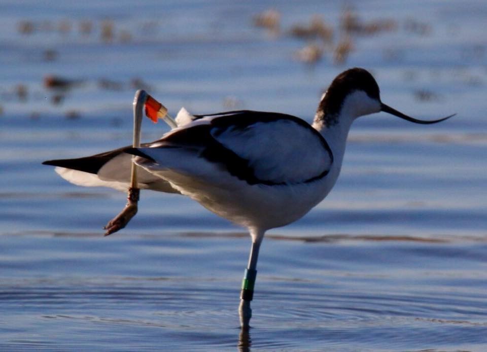 Pied Avocet - ML70979321