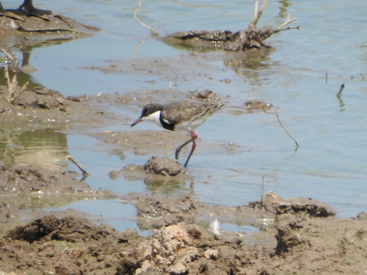 Red-kneed Dotterel - ML70979551