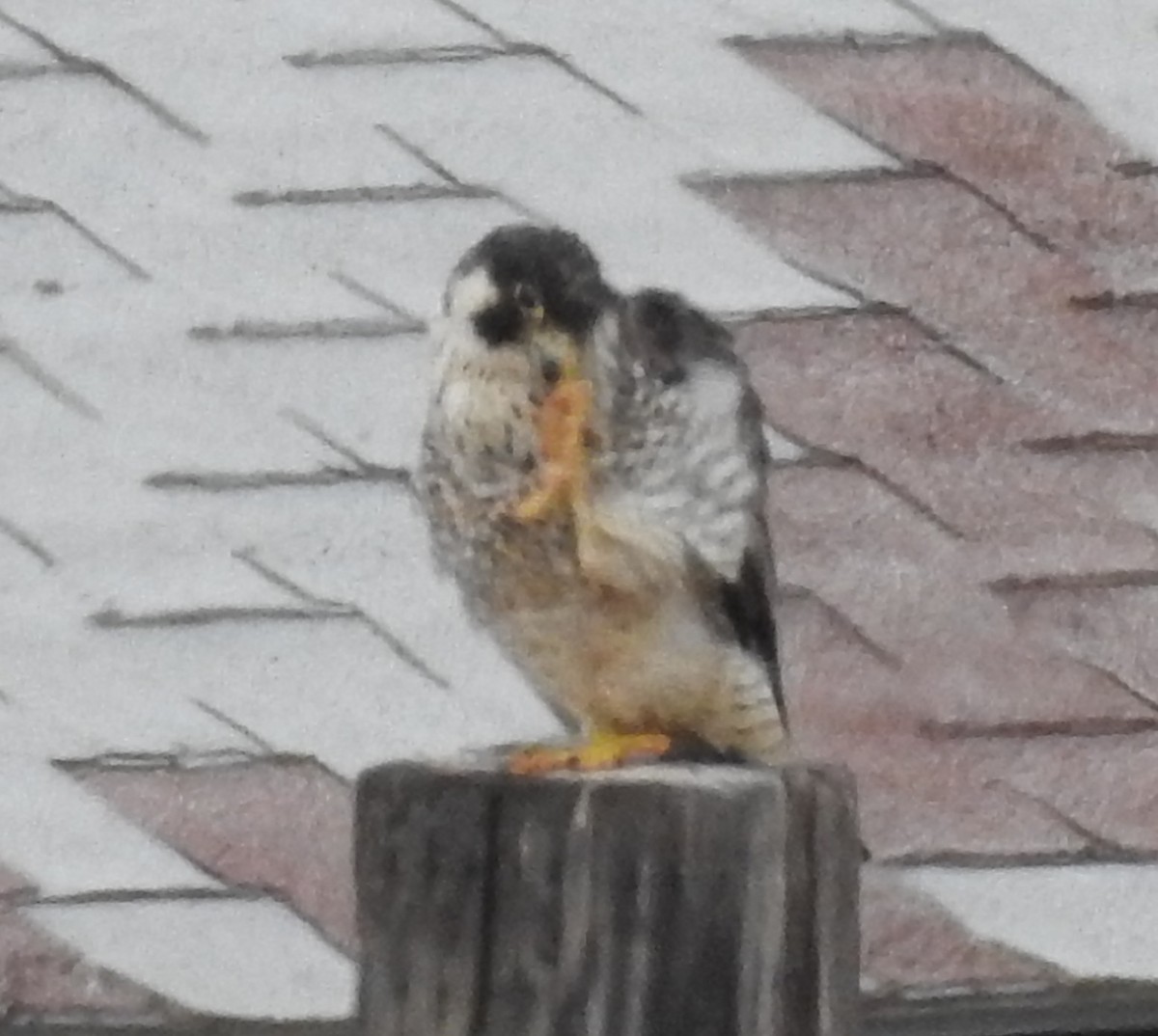 Peregrine Falcon - ML70979771