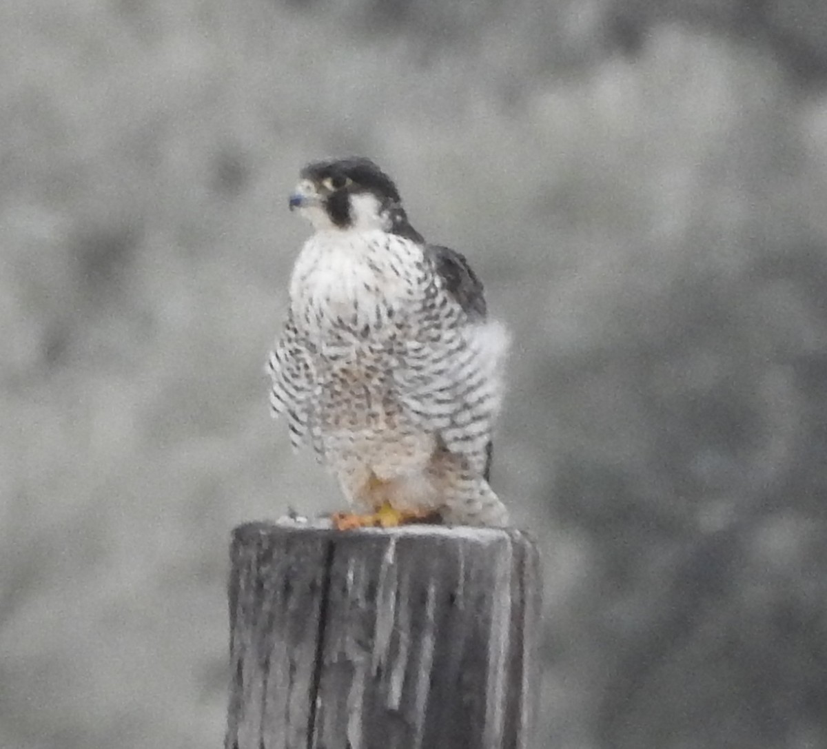 Peregrine Falcon - ML70979801