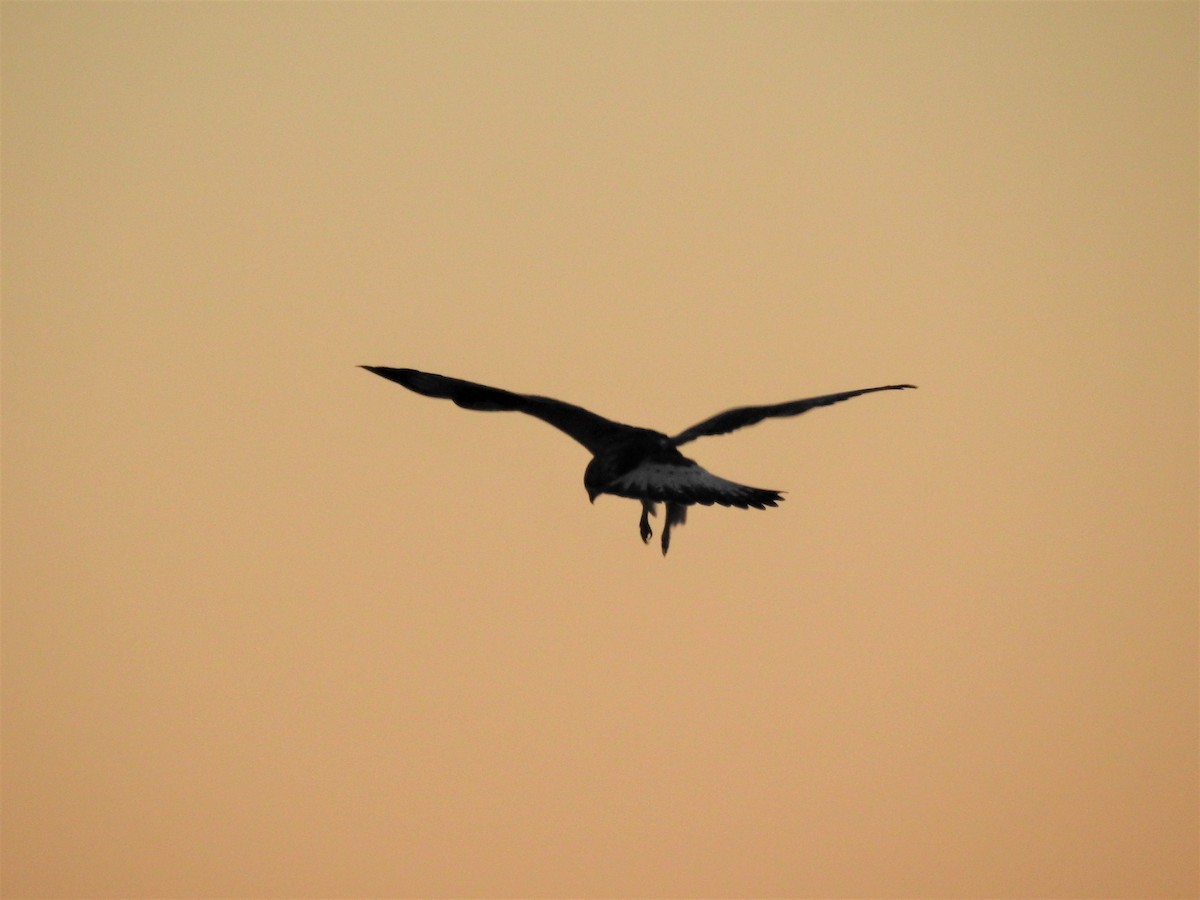 Rough-legged Hawk - ML70980381