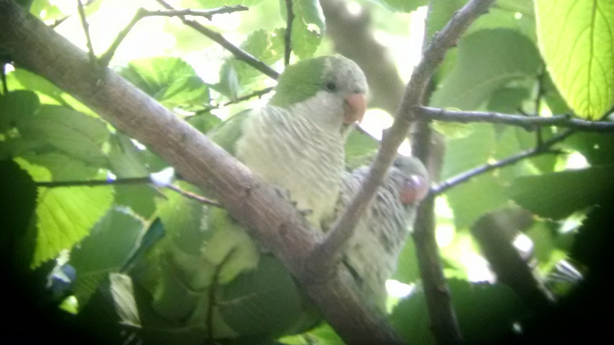 Monk Parakeet - ML70980861