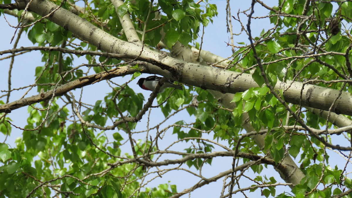 Rose-breasted Grosbeak - ML70983841