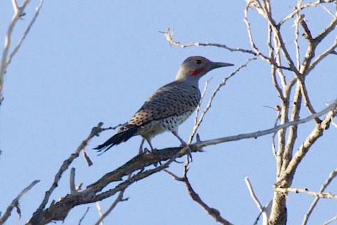 Gilded Flicker - ML70985911