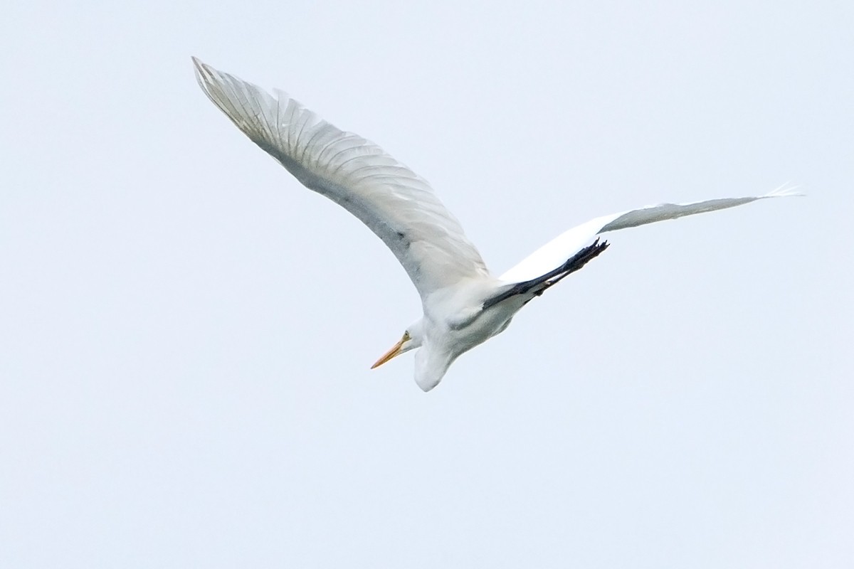 Great Egret - ML70986171