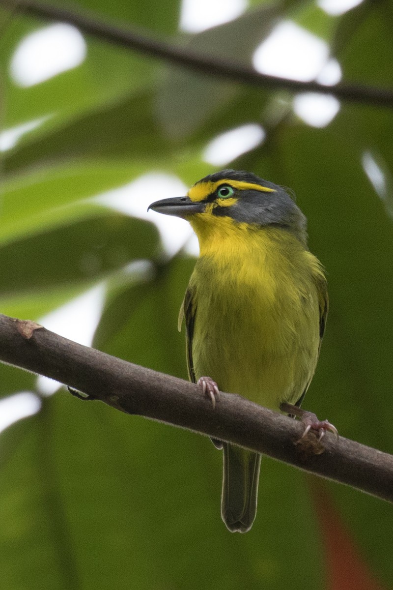 Schieferkopfvireo - ML70988901