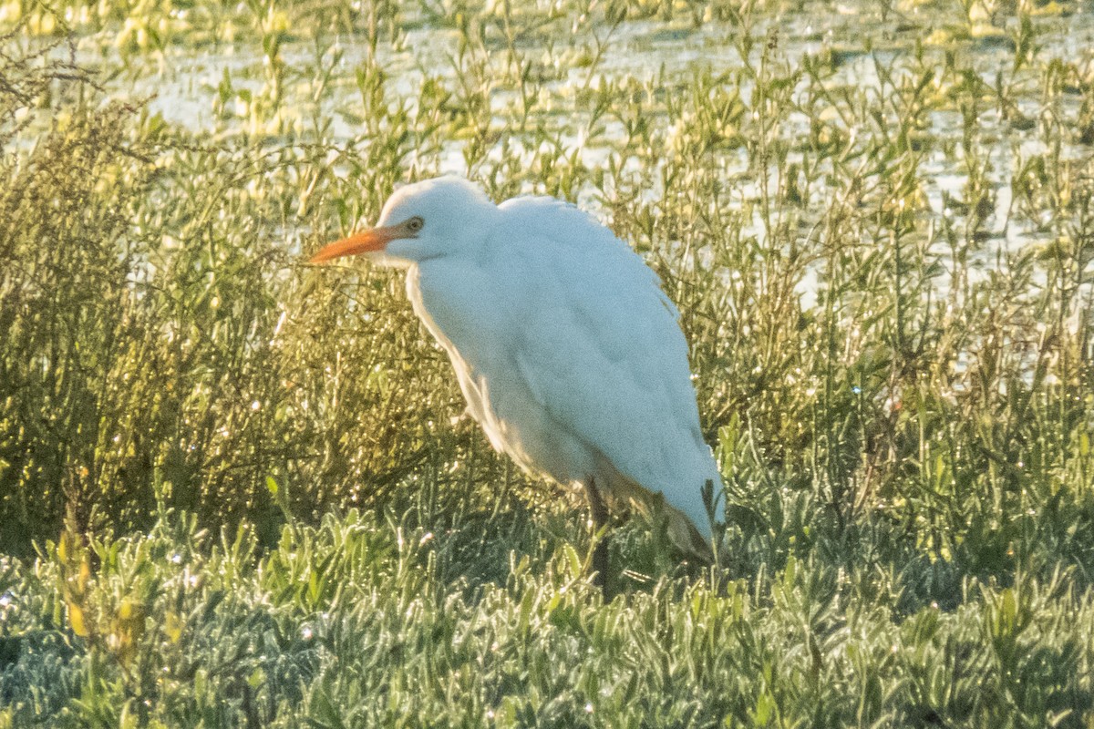 eBird Checklist - 4 Oct 2017 - Casper Road sod fields - 17 species (+1 ...