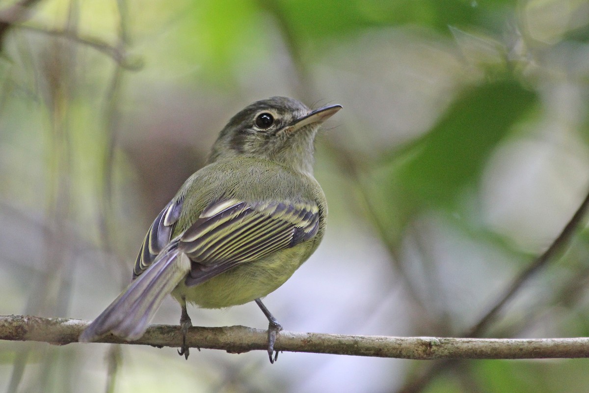 Yellow-olive Flatbill - ML70989871