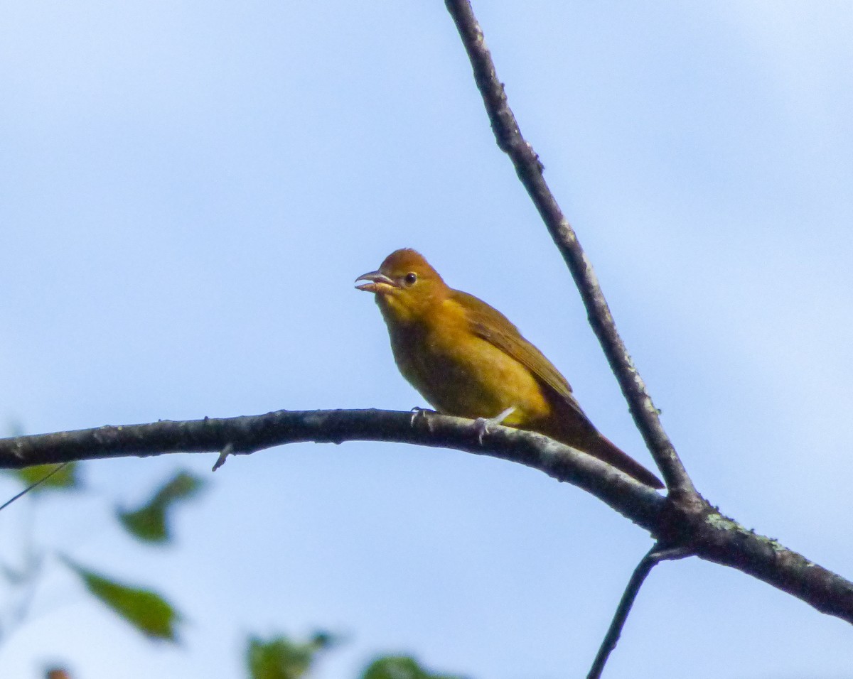 Summer Tanager - ML70990221