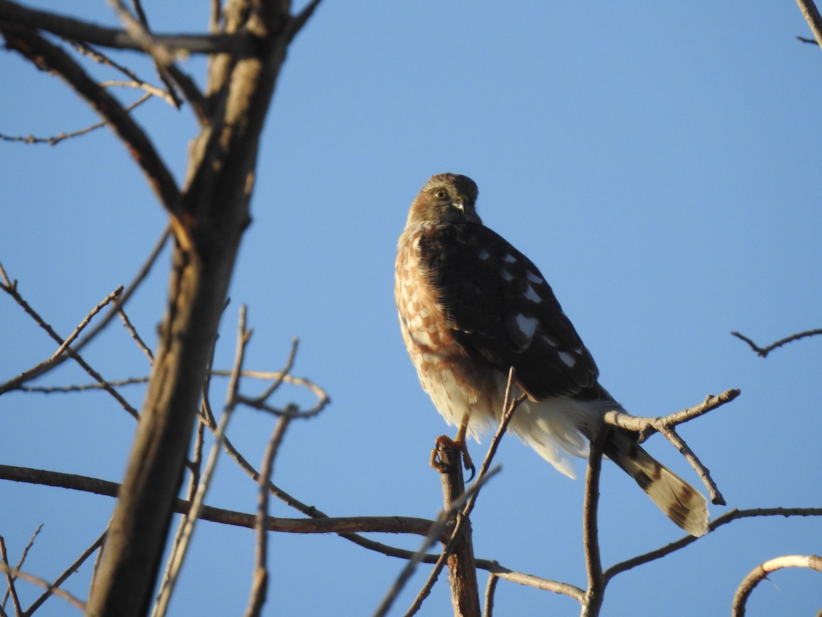 Sharp-shinned Hawk - ML70990331