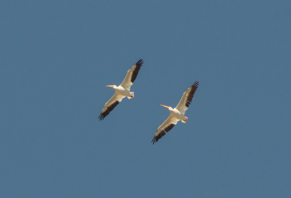 American White Pelican - ML70990991