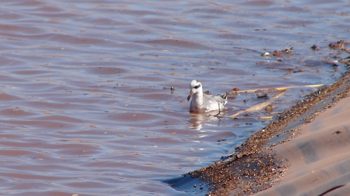 Red Phalarope - ML70991141