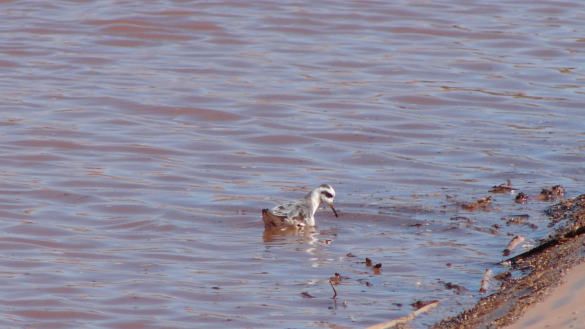 Red Phalarope - ML70991171