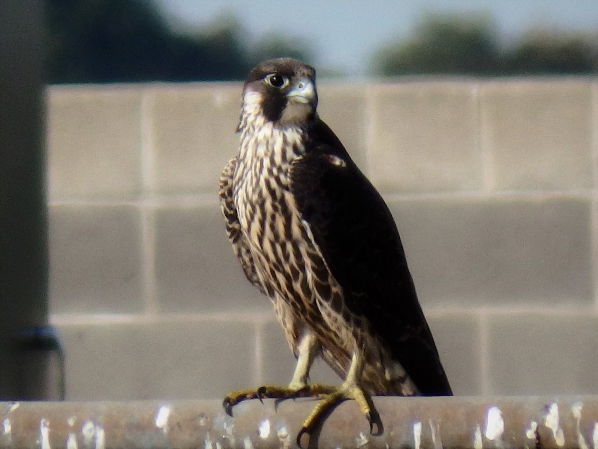 Peregrine Falcon - ML70991181