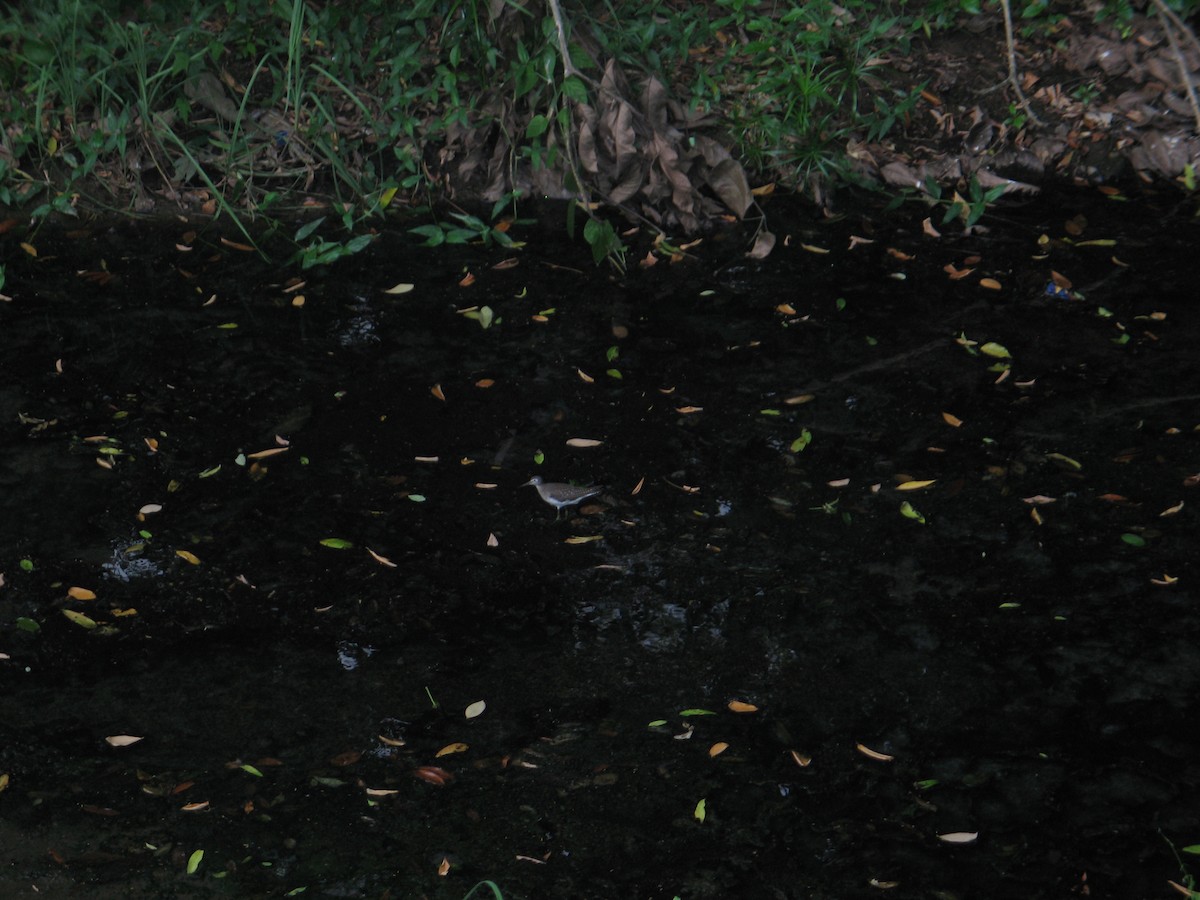 Solitary Sandpiper - ML70992531