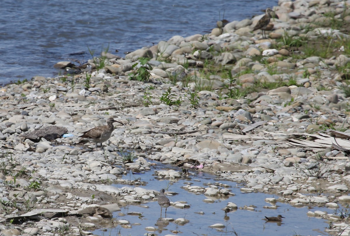 Whimbrel - Gil Ewing