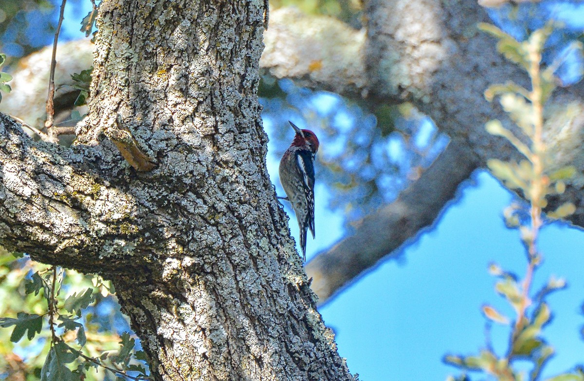 Red-breasted Sapsucker - ML70994491