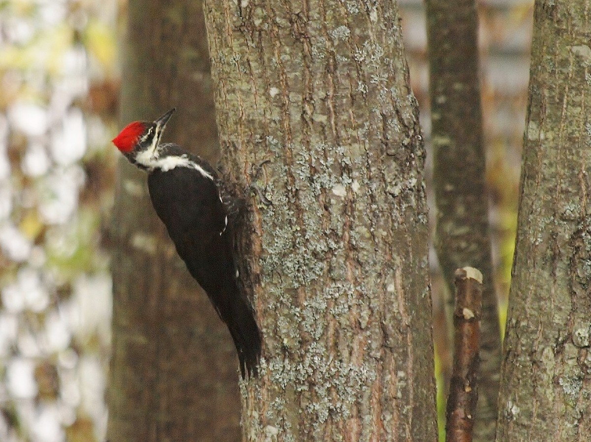 Pileated Woodpecker - ML70995071