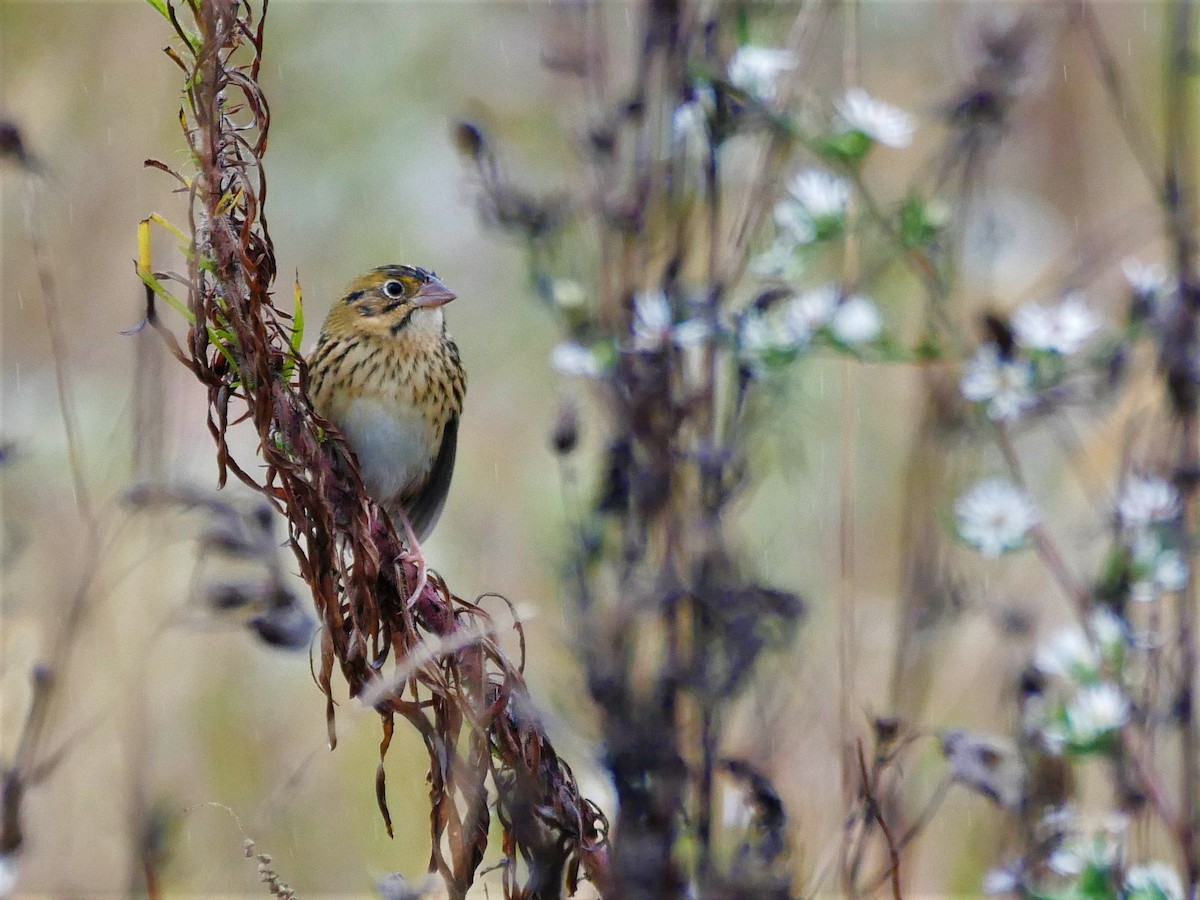 Henslow's Sparrow - Chris Pierce