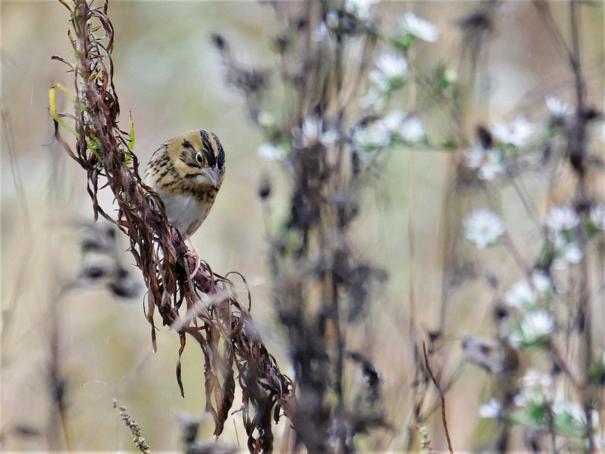 Henslow's Sparrow - Chris Pierce