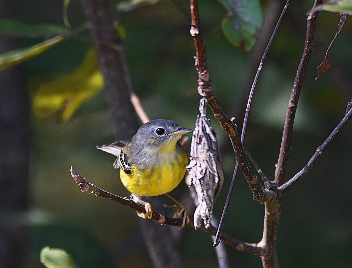 Magnolia Warbler - Glenn Wyatt