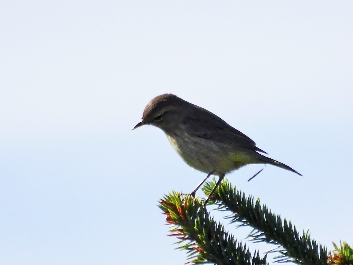 Palm Warbler - ML70997791