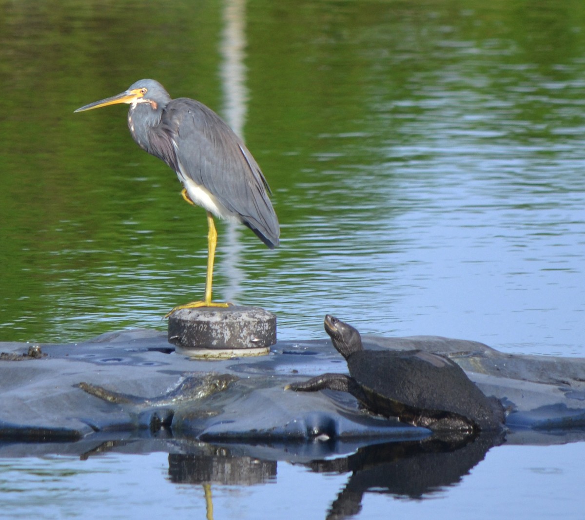 Tricolored Heron - ML70998661